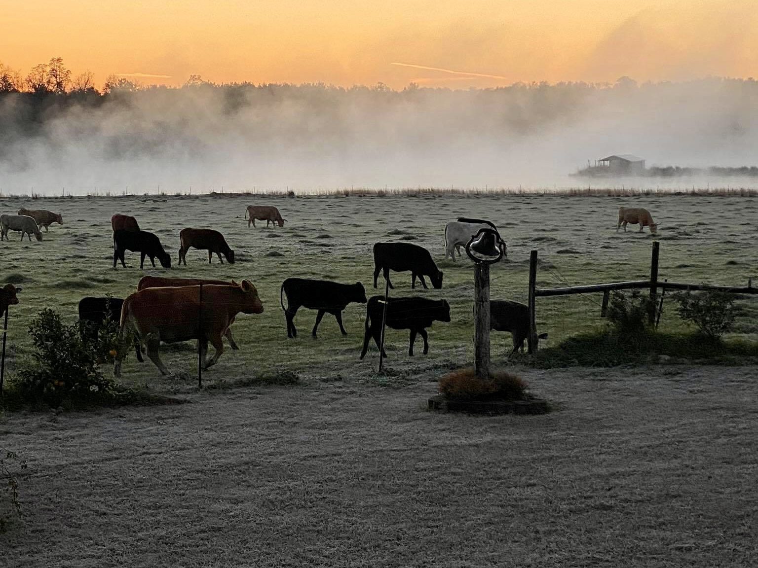 Cows hazy pond.jpg